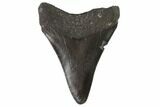 Juvenile Megalodon Tooth - Georgia #90815-1
